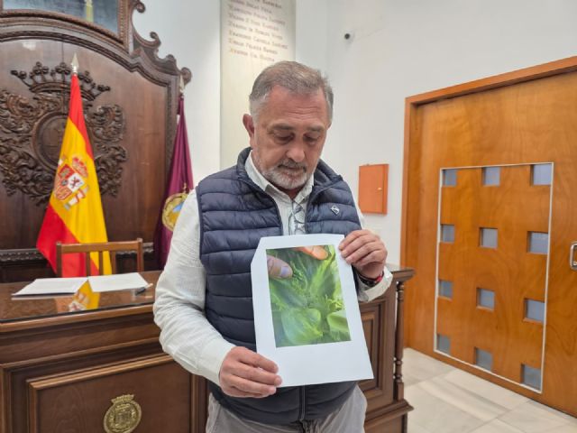 El PP de Lorca exige medidas urgentes ante la plaga del pulgón que arrasa más de 6.000 hectáreas y causa pérdidas millonarias