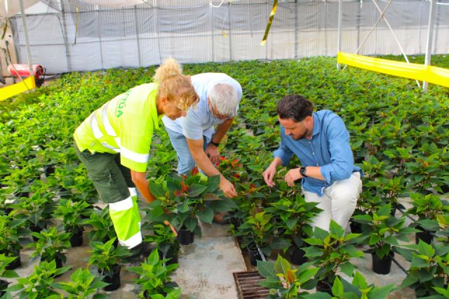 Unas 6.100 flores de pascua 'vestirán' con los colores de la Navidad los jardines en los primeros días de diciembre