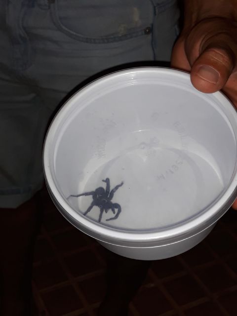 IU-Lorca pide que se actúe urgentemente contra la presencia de tarántulas en el parque de ‘La Verdad’ y sus inmediaciones