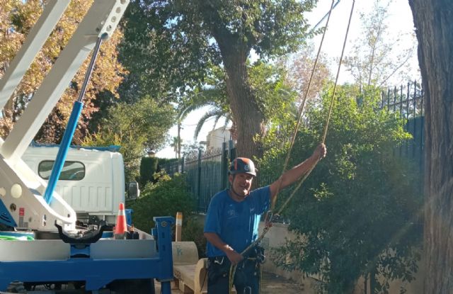 Un arborista realiza un seguimiento a los ejemplares susceptibles de sufrir fatiga y estrés térmico en Lorca