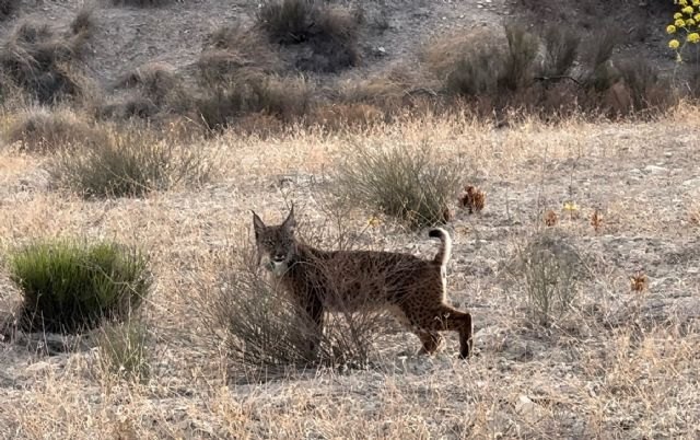 Las Tierras Altas de Lorca cuentan desde hoy con dos nuevos linces ibéricos