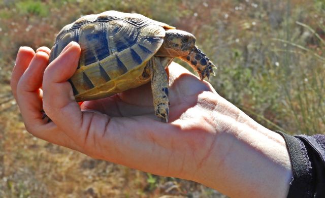 El pleno municipal debatirá sobre el falso título universitario de una concejala de VOX
