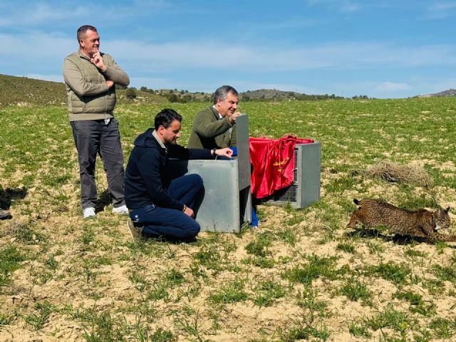 Las Tierras Altas consolidan a Lorca como enclave estratégico de la Región para la recuperación del lince ibérico con la suelta de dos ejemplares juveniles