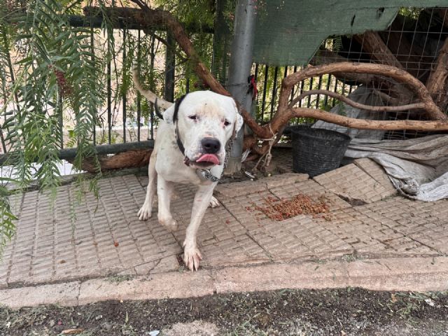 Policía Local de Lorca y Policía Nacional rescatan a un perro en situación de abandono