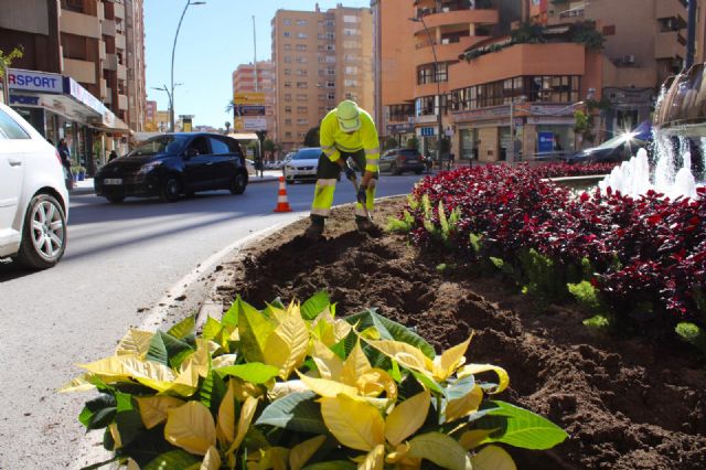 Ya es Navidad en la Plaza del Óvalo de Lorca que se ha teñido de rojo y dorado con unas 500 Flores de Pascua