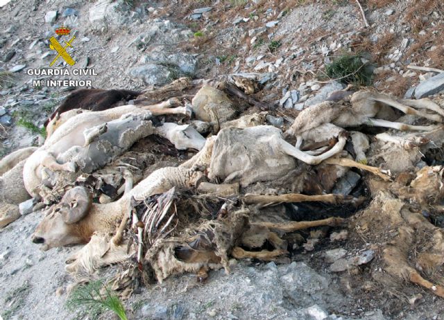 La Guardia Civil denuncia al presunto autor del vertido de medio centenar de cadáveres de ovejas y cabras en un barranco de Lorca