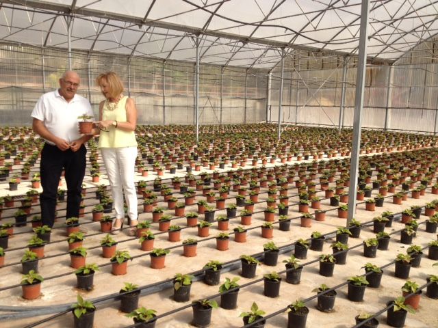 El vivero municipal de Lorca retoma la producción de flores de pascua tras la rehabilitación de sus instalaciones de los daños