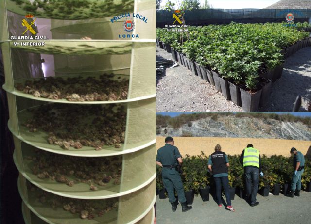 Desmantelan cuatro plantaciones de marihuana en Lorca con más de 2.000 plantas de cannabis