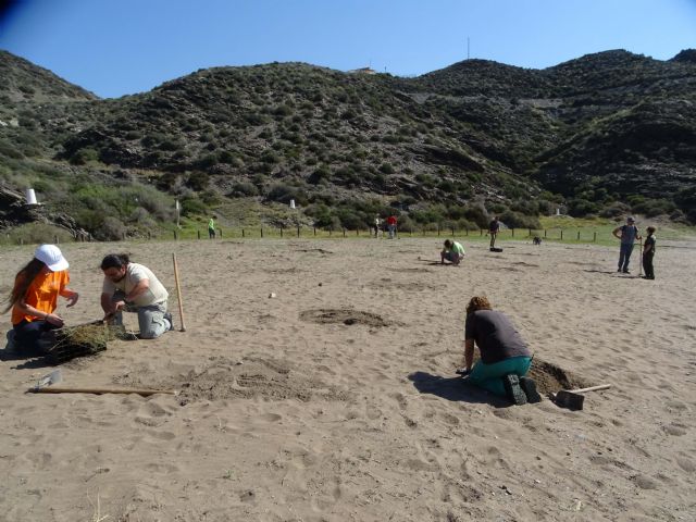 ANSE y Naturactúa plantan vegetación autóctona en las playas roturadas en Calnegre (Lorca)