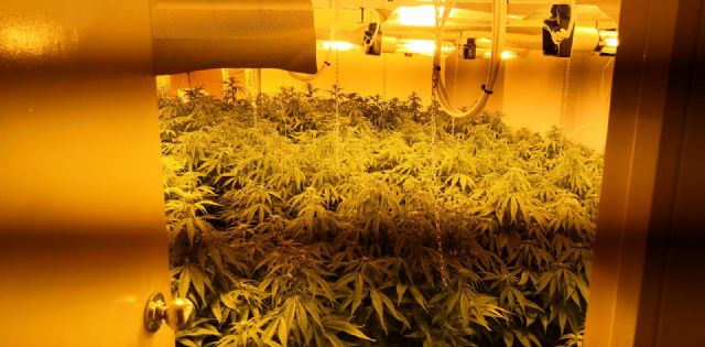 Desmantelan una plantación de marihuana en fase de floración del interior de una vivienda del barrio lorquino de San Diego