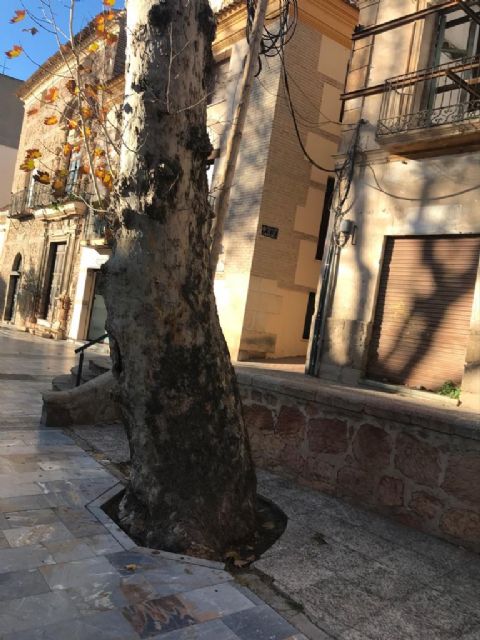 El Ayuntamiento de Lorca sustituirá cuatro árboles que se encuentran en malas condiciones por nuevos ejemplares
