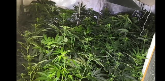 La Policía Local desmantela una plantación de marihuana que contaba con un total de 60 plantas en fase de floración en el interior de una vivienda del casco urbano de Lorca