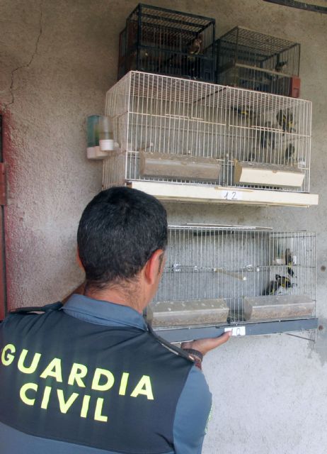 La Guardia Civil investiga a una persona por la posesión ilícita de jilgueros