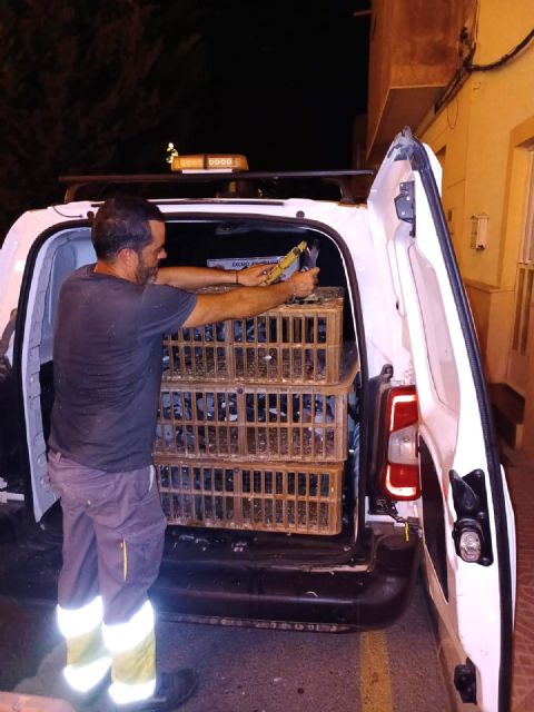 Retiran casi dos centenares de palomas de las inmediaciones del Santuario de la Virgen de las Huertas de Lorca