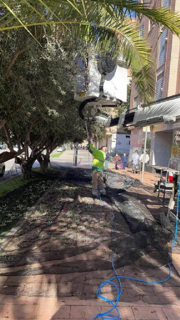 El Ayuntamiento de Lorca recolecta la oliva de los Parques y Jardines municipales cuyo aceite se repartirá entre distintas entidades sociales