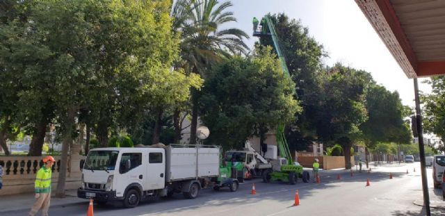 El Ayuntamiento de Lorca lleva a cabo una revisión exhaustiva del arbolado urbano de gran porte para prevenir desprendimientos de ramas