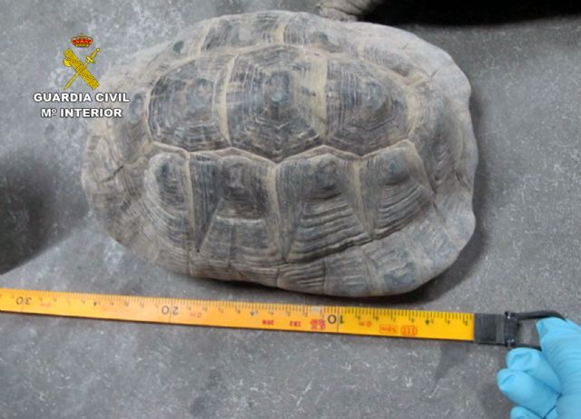 La Guardia Civil se incauta de una veintena de tortugas moras en una finca de Lorca