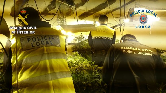 La Guardia Civil y la Policía Local desmantelan un nuevo punto de cultivo de marihuana en Lorca