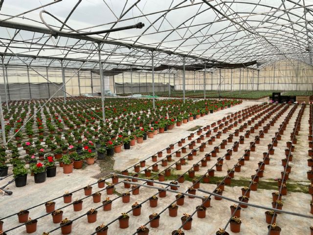 Más de 15.000 plantas ornamentales llenarán de color los parques y jardines de todo el municipio de Lorca esta primavera