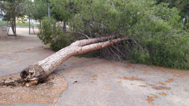 El PSOE solicita la revisión del arbolado en los espacios públicos de Lorca tras el reciente temporal de lluvias y viento