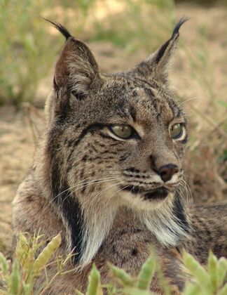 Lorca respalda en el proyecto ´Life Lynx Connect´ para el regreso del lince ibérico a la Región de Murcia