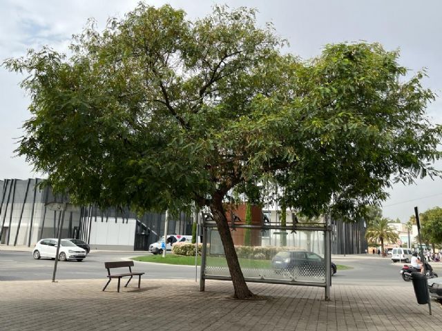 El PSOE solicita al Gobierno municipal que revise el estado de los árboles de Lorca ante las altas temperaturas
