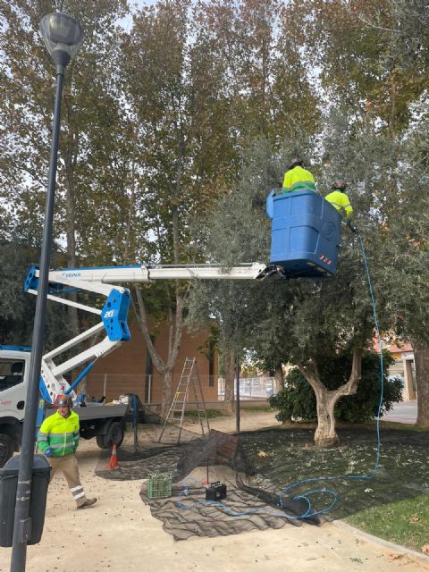 El Ayuntamiento de Lorca recolecta, por tercer año consecutivo, la oliva de los parques y jardines municipales cuyo aceite será repartido entre distintas entidades sociales