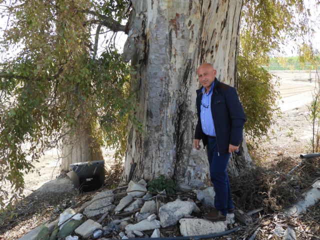 La coalición de izquierdas denuncia en Pleno el abandono de los 42 árboles monumentales de Lorca pese a su protección legal