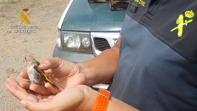 La Guardia Civil sorprende a un furtivo en Lorca mientras capturaba aves fringílidas