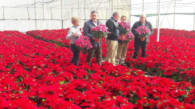 Más de 5.000 flores de Pascua procedentes del vivero municipal de La Torrecilla engalanarán los espacios verdes de Lorca de cara a la Navidad