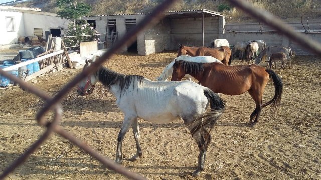 Ciudadanos denuncia el maltrato animal reiterado durante años de la granja de equinos de Sutullena