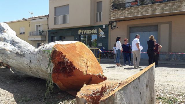 El PP exige la dimisión del alcalde de Lorca por destruir árboles casi bicentenarios pese a que prometió a los vecinos que los iba a trasplantar